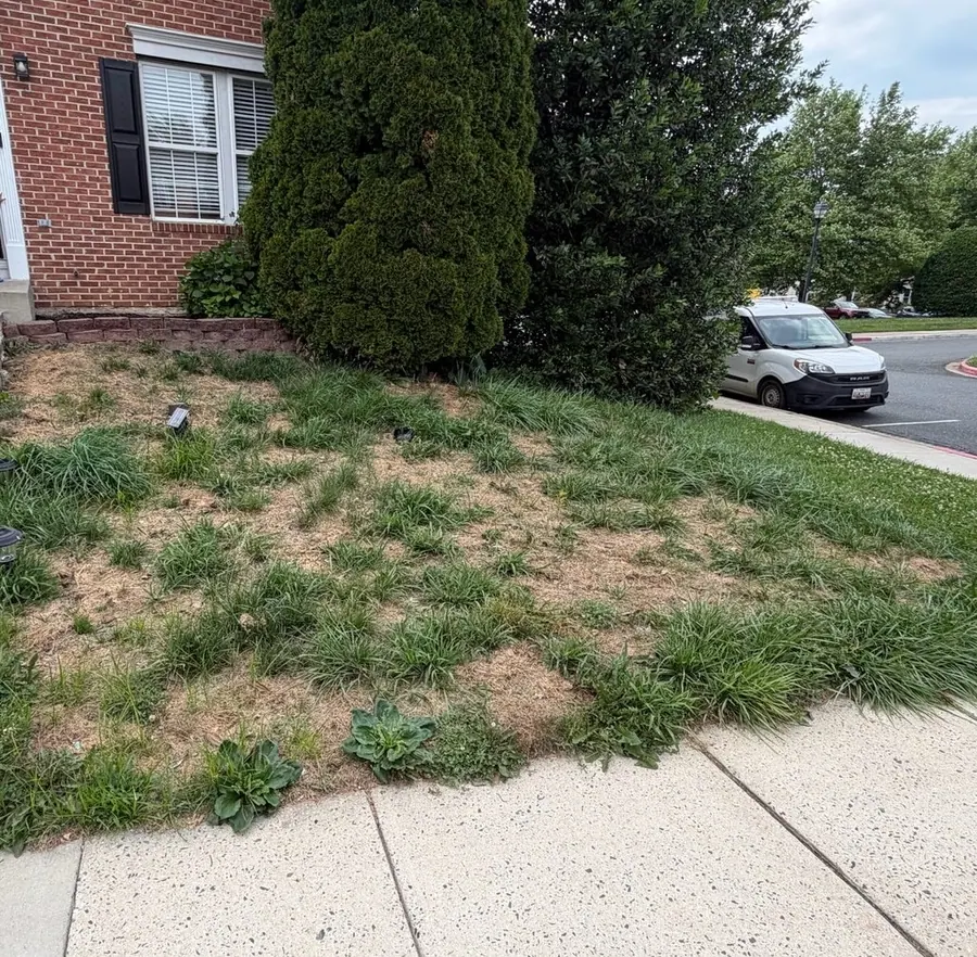 Before: uneven tufts of grass and overgrowth beside the sidewalk of a brick townhouse